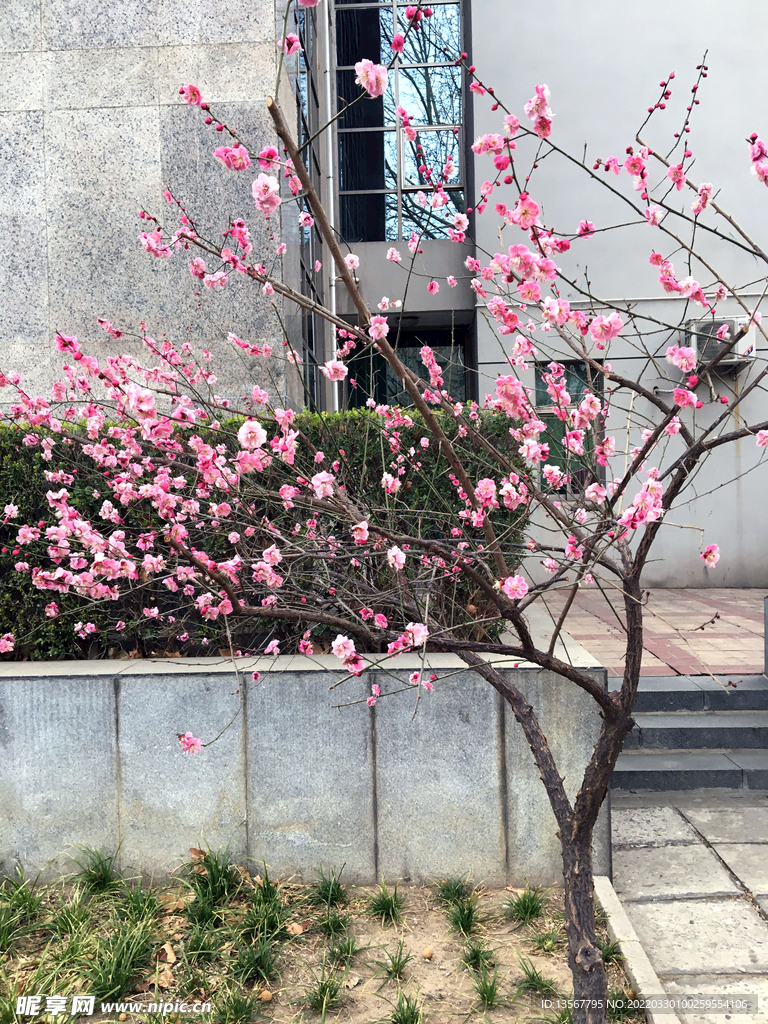 桃花春色