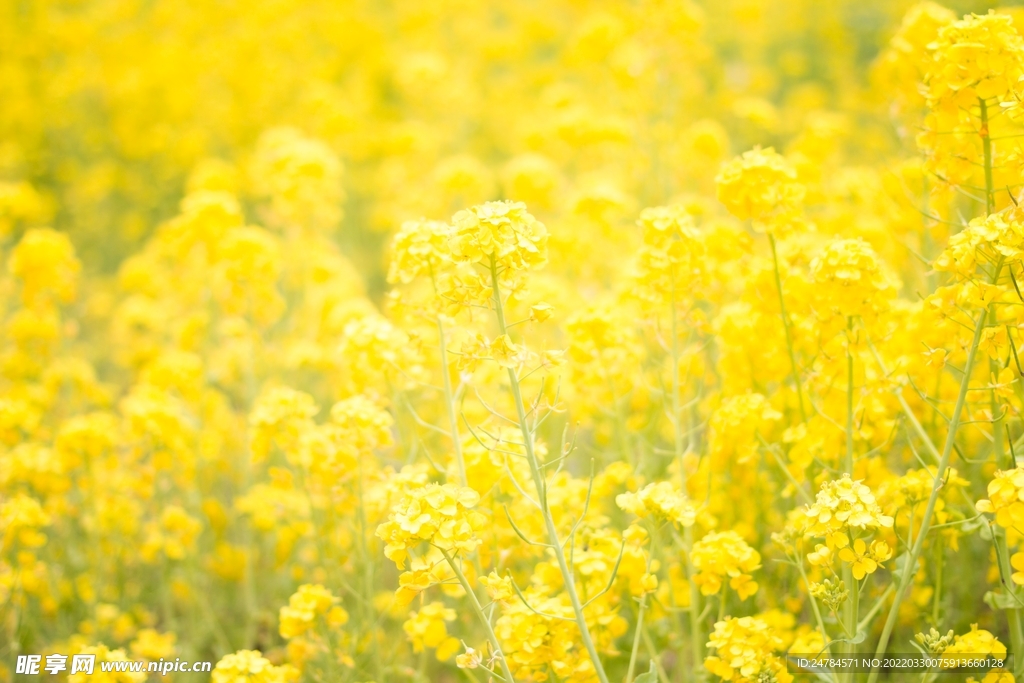 春天油菜花壁纸