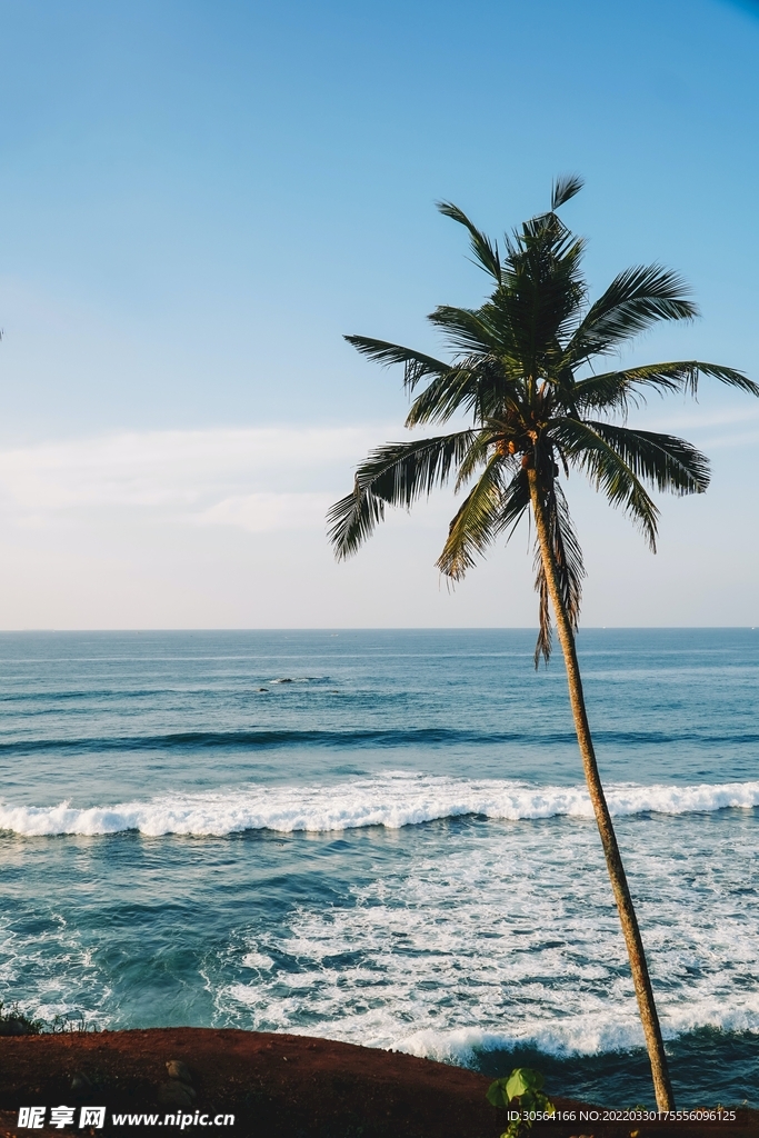 户外海边椰子树