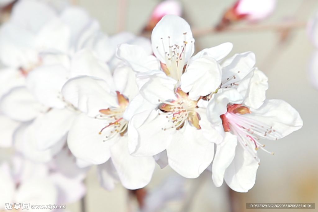 山桃花