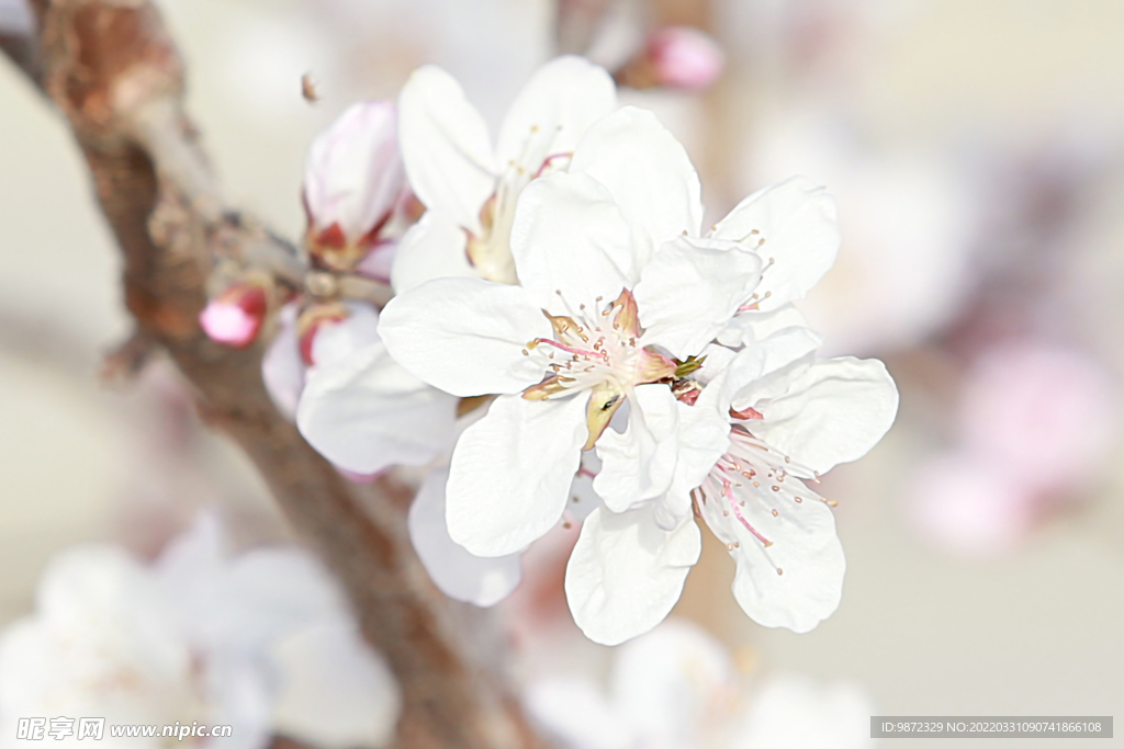 山桃花