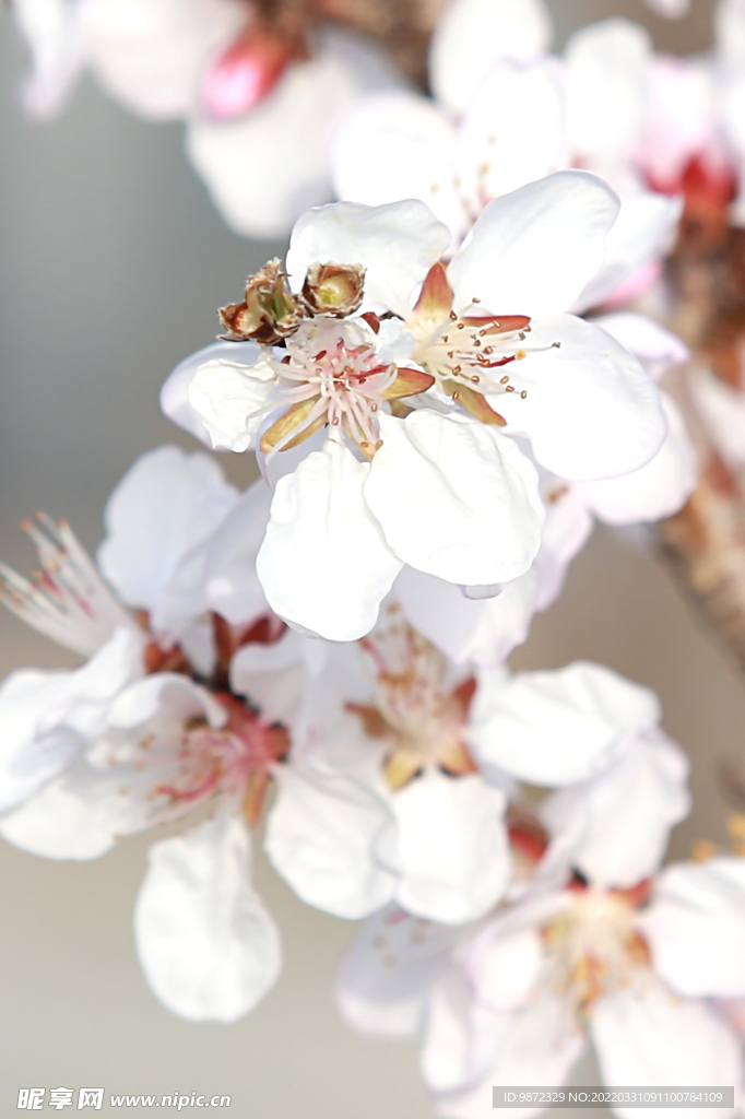 山桃花