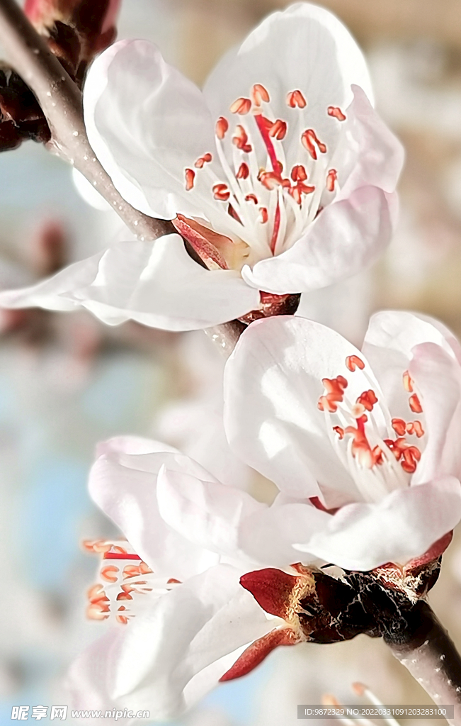 山桃花