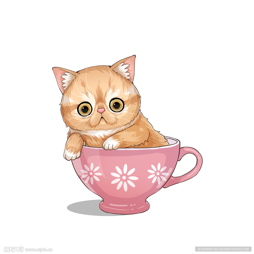茶杯猫            