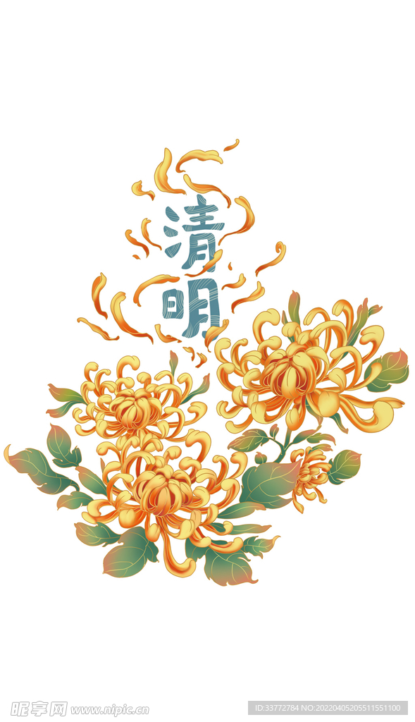 清明节菊花祭奠花卉节令节日清明