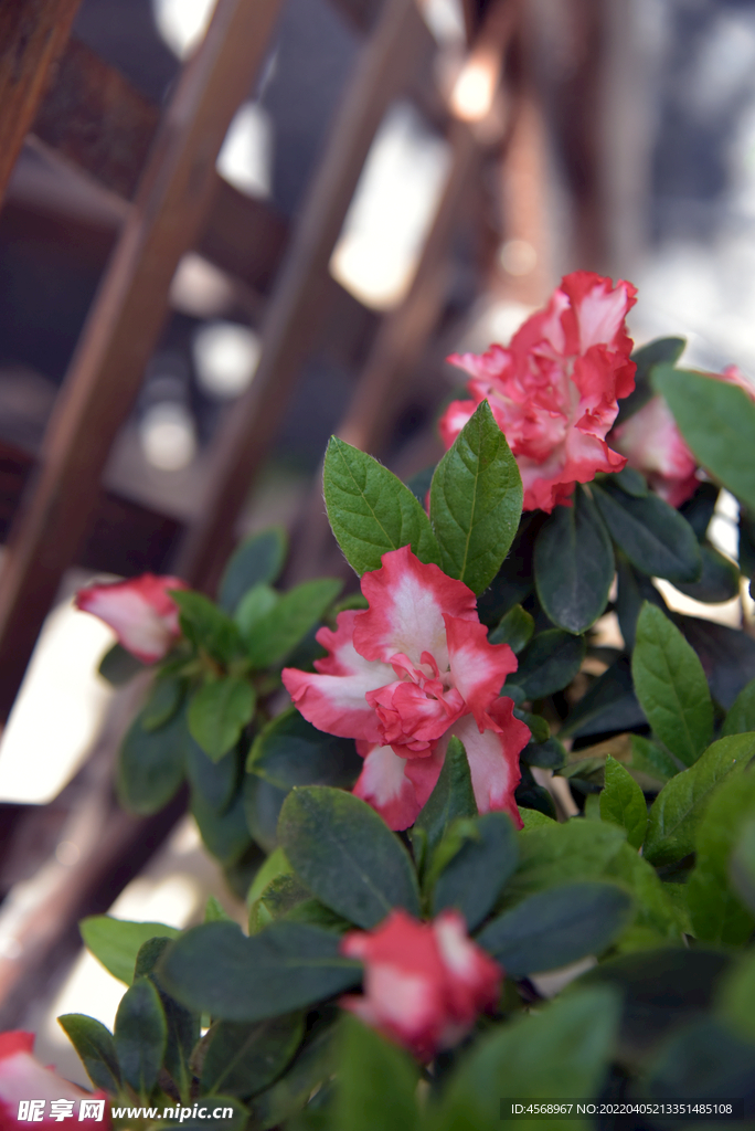 杜鹃花