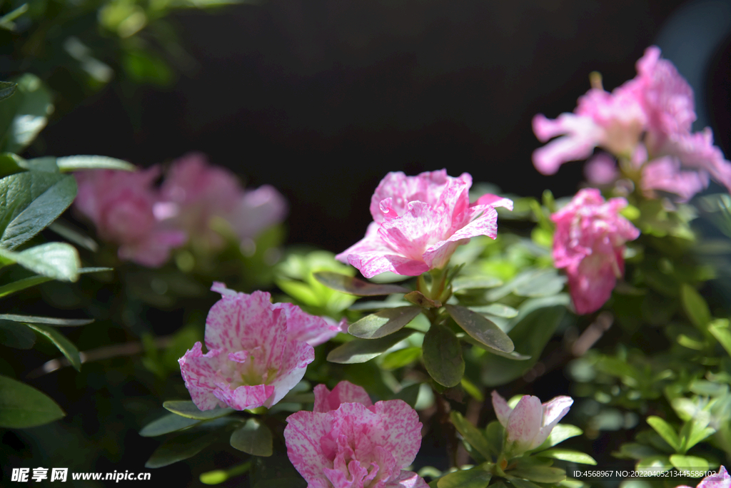 杜鹃花