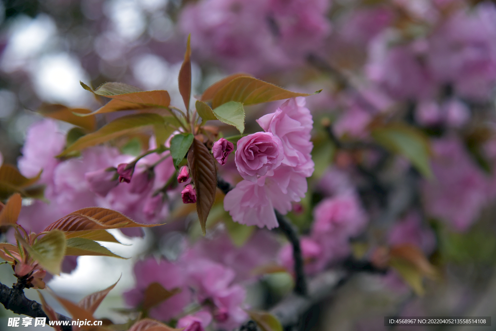 樱花