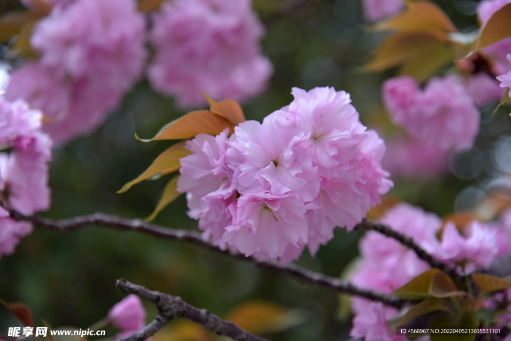 樱花