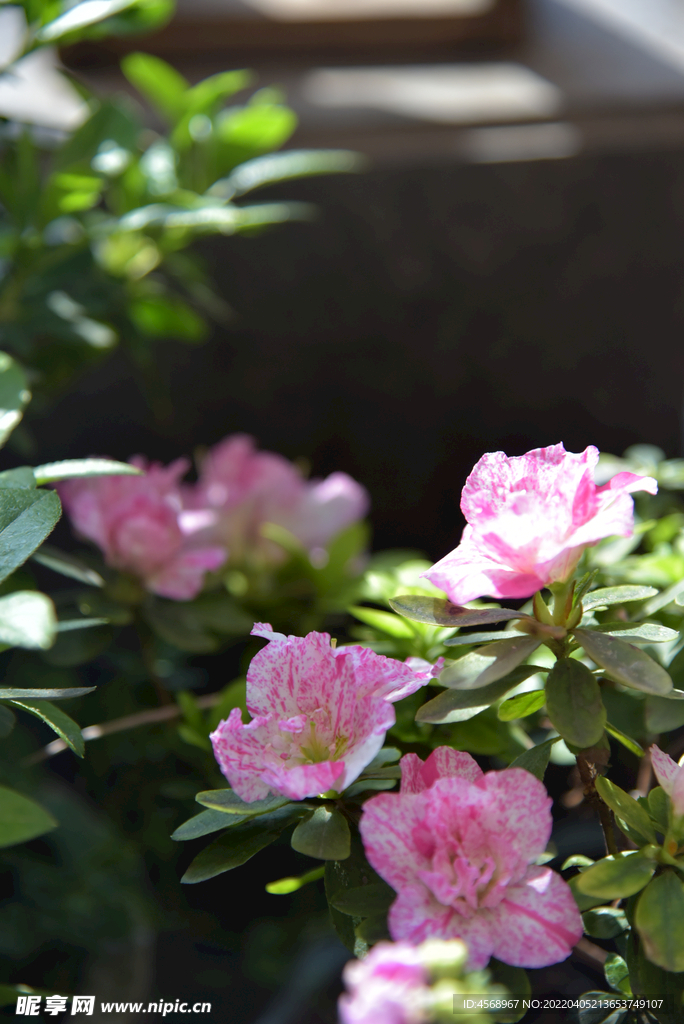 杜鹃花