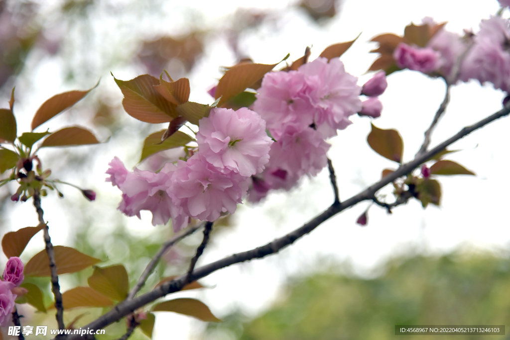 樱花