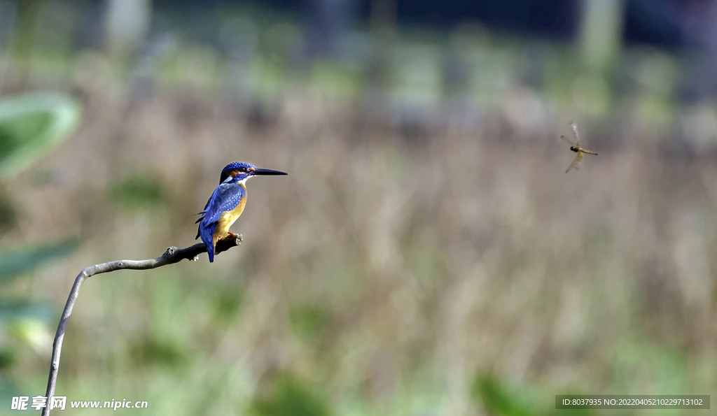 普通翠鸟和迎面飞过来的蜻蜓
