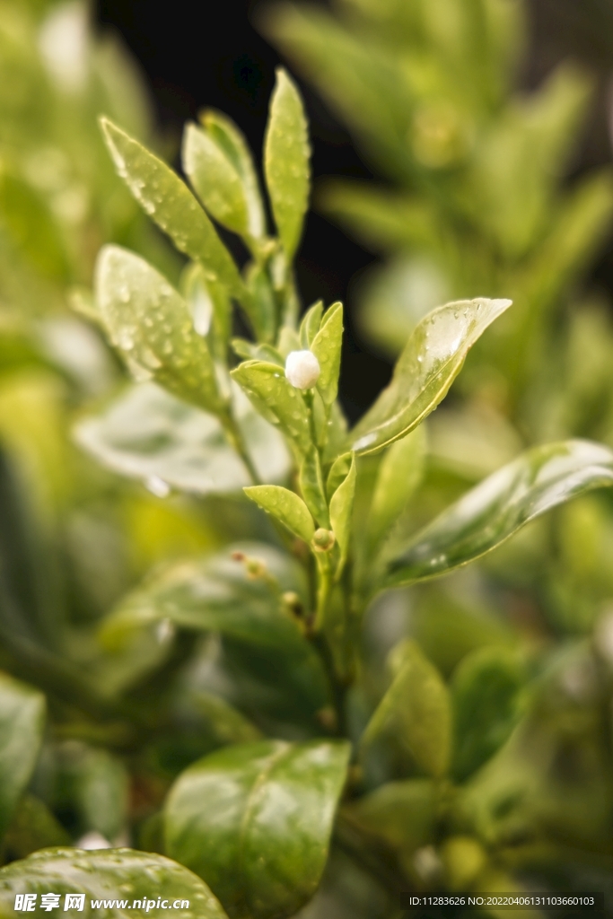 高清茶芽摄影
