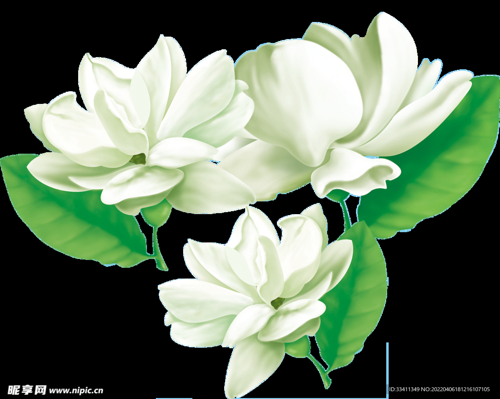 茉莉花插画