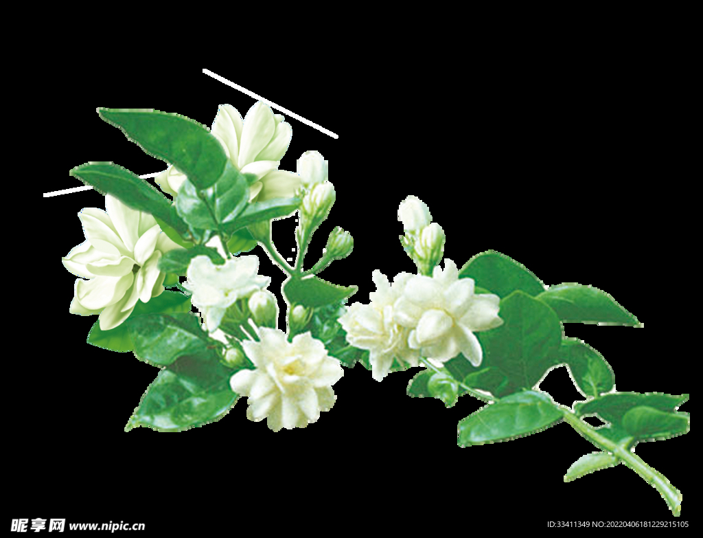 茉莉花插画海报图片 