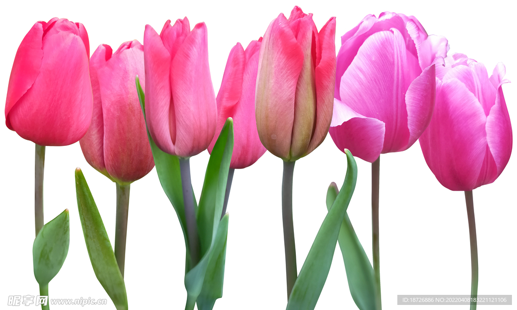 郁金香分层素材