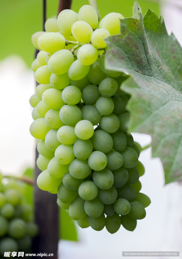 新鲜水晶葡萄水果