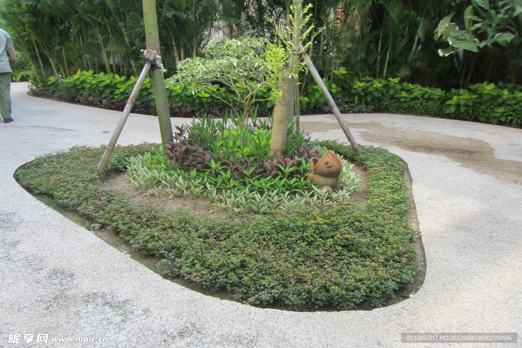 热带植物