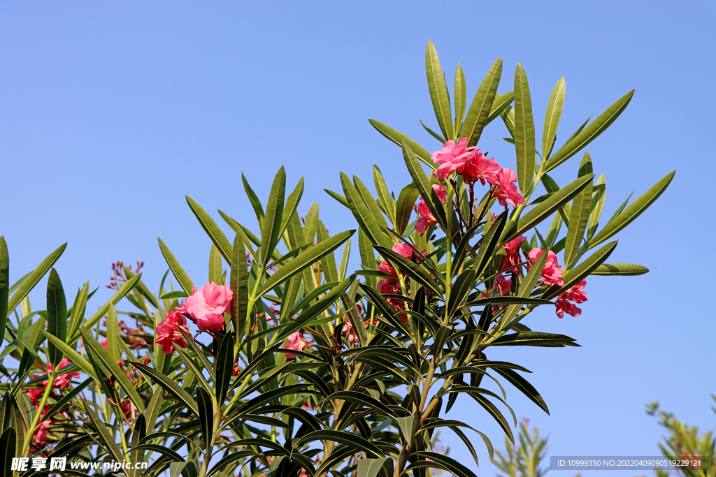 夹竹桃花