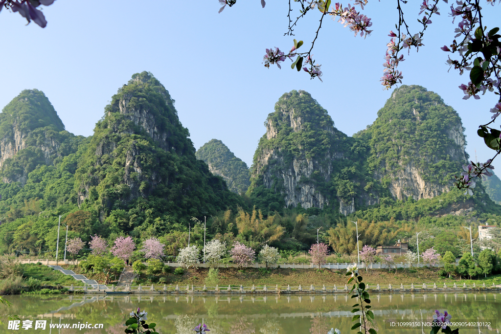 河堤紫荆花