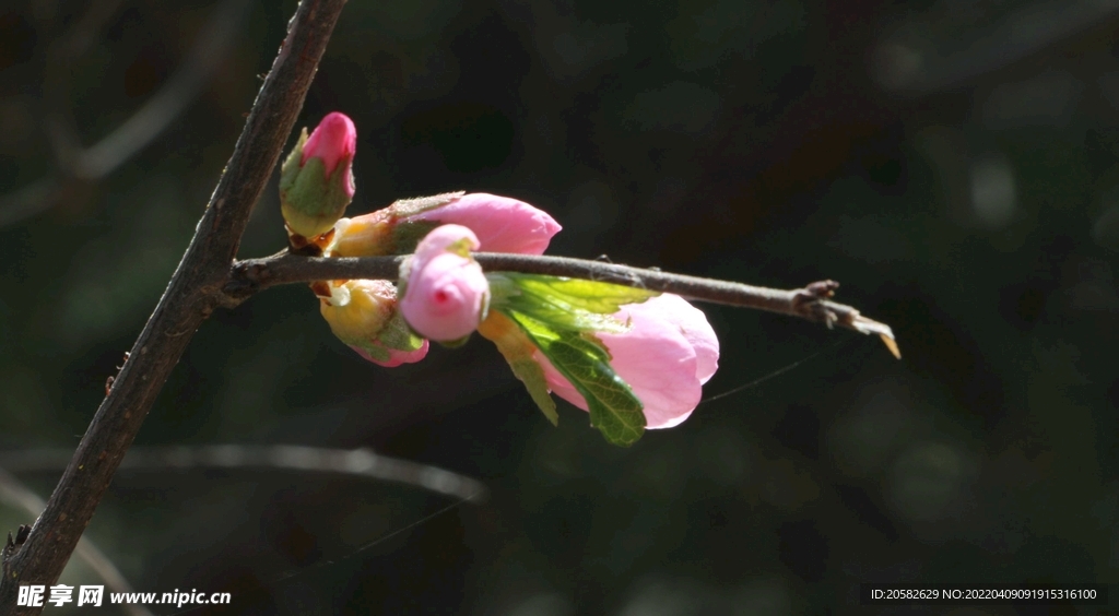 花蕾
