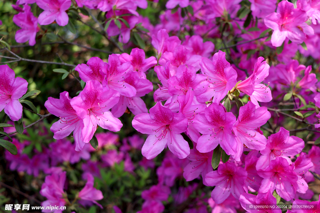 粉红色杜鹃花