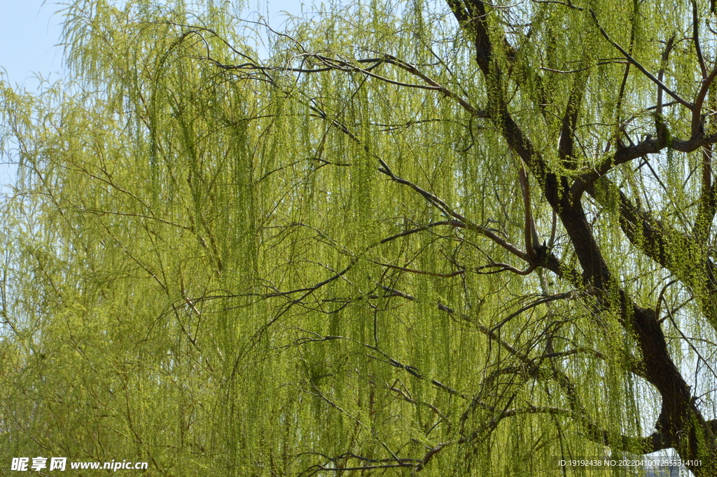 柳树风景