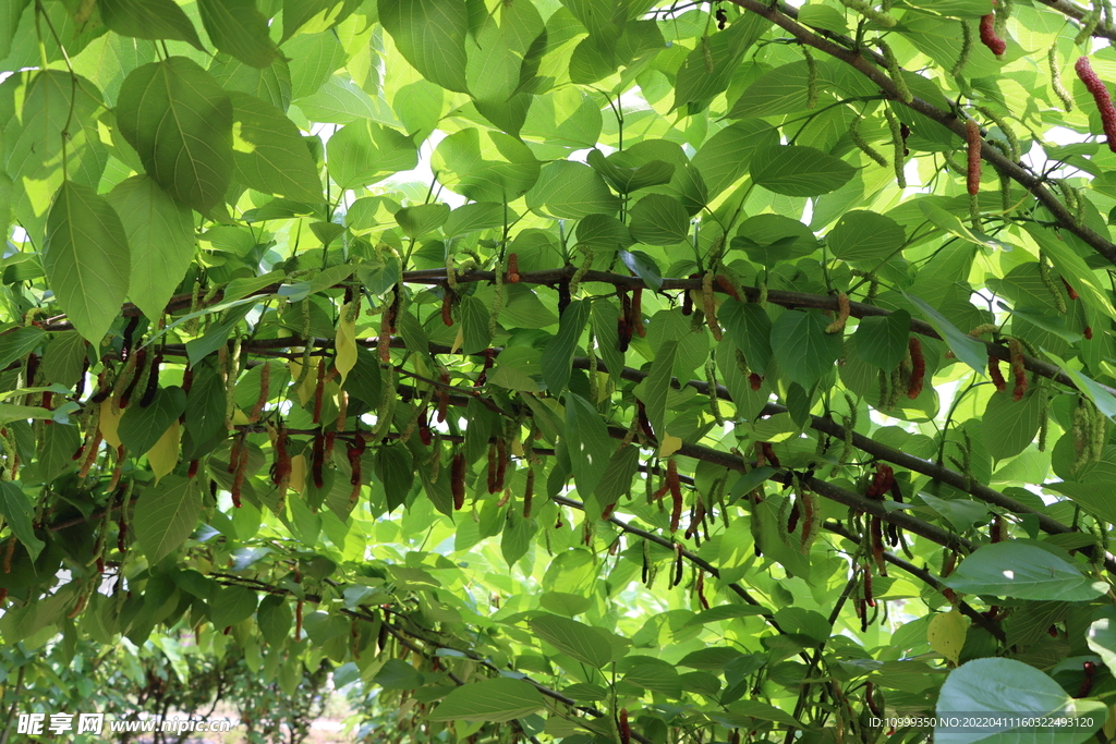桑果树