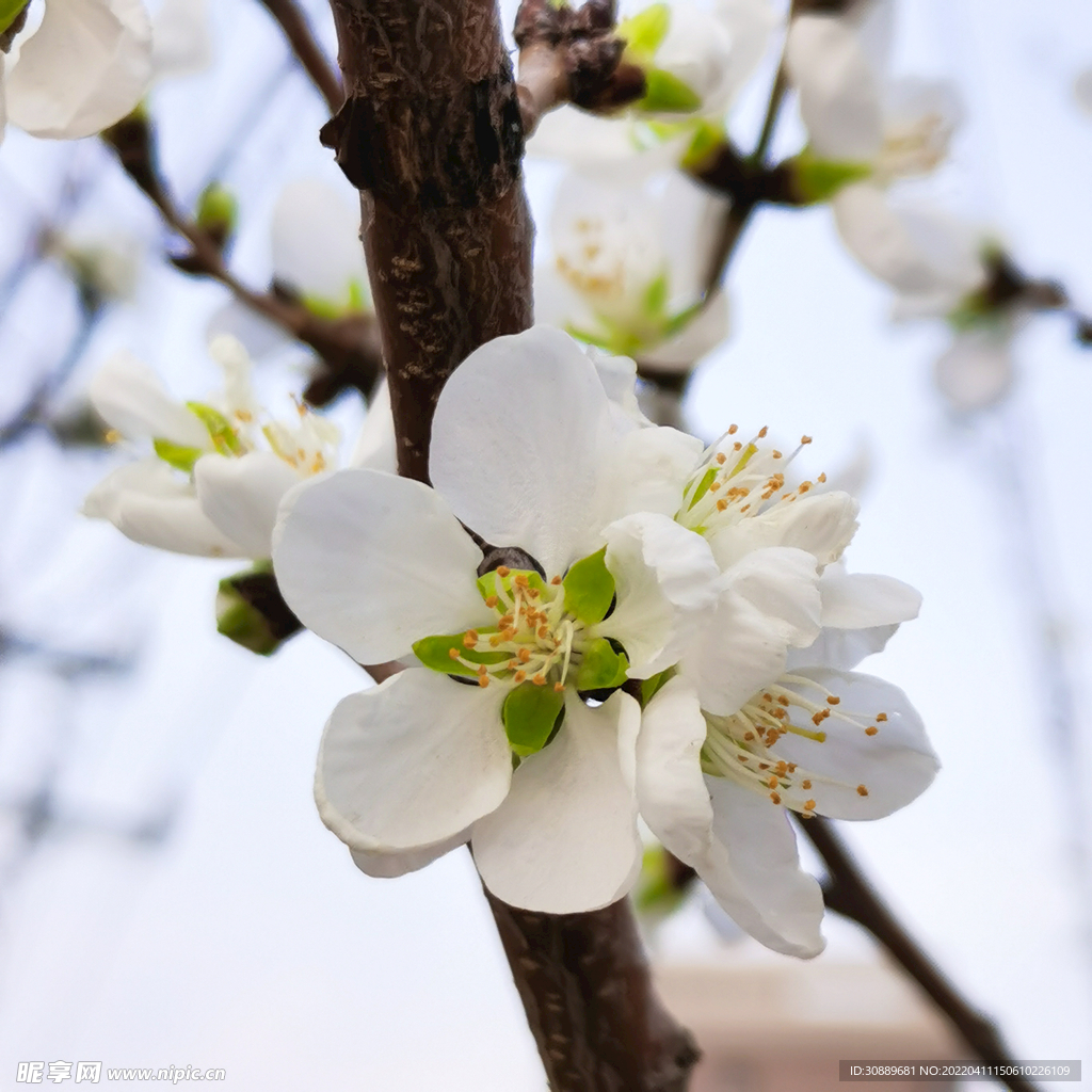 花