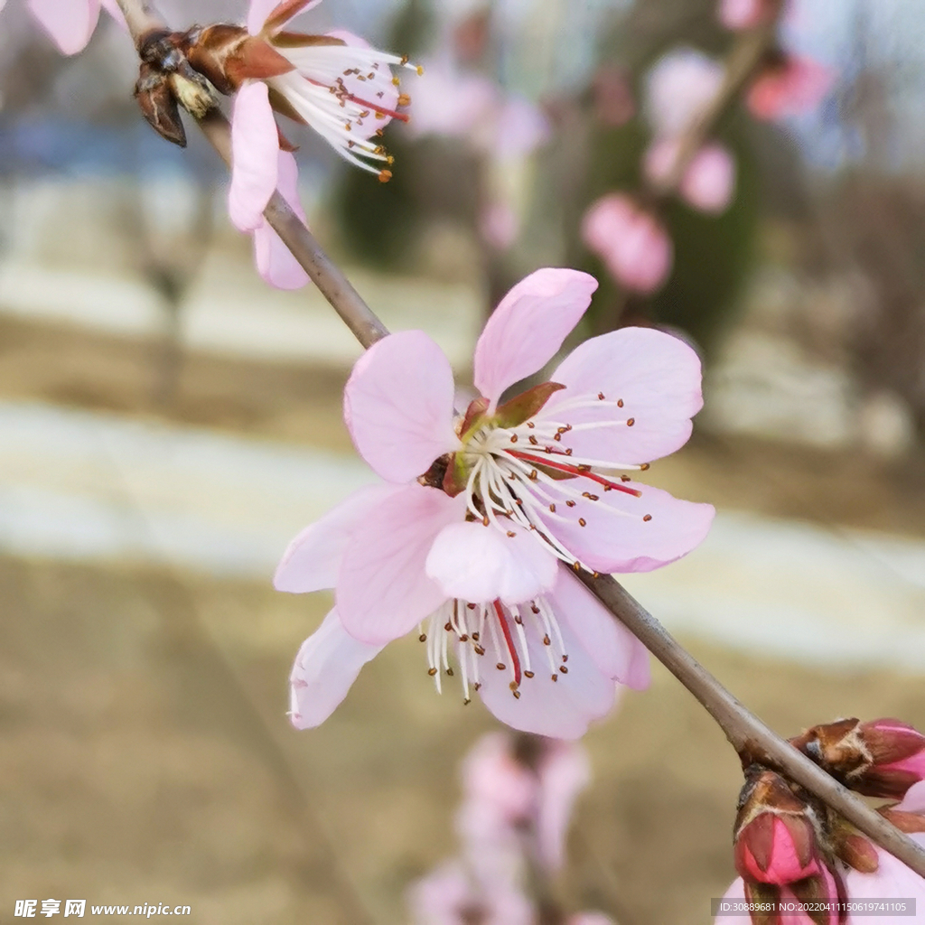 花