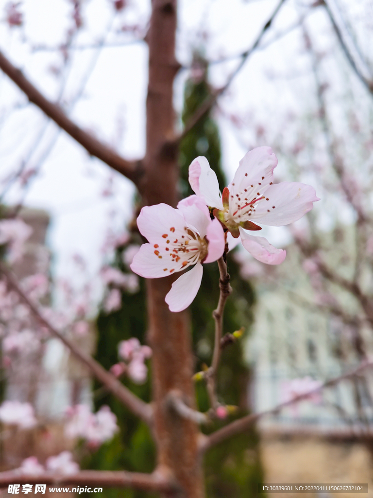 花