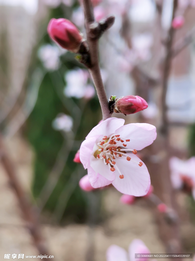 花