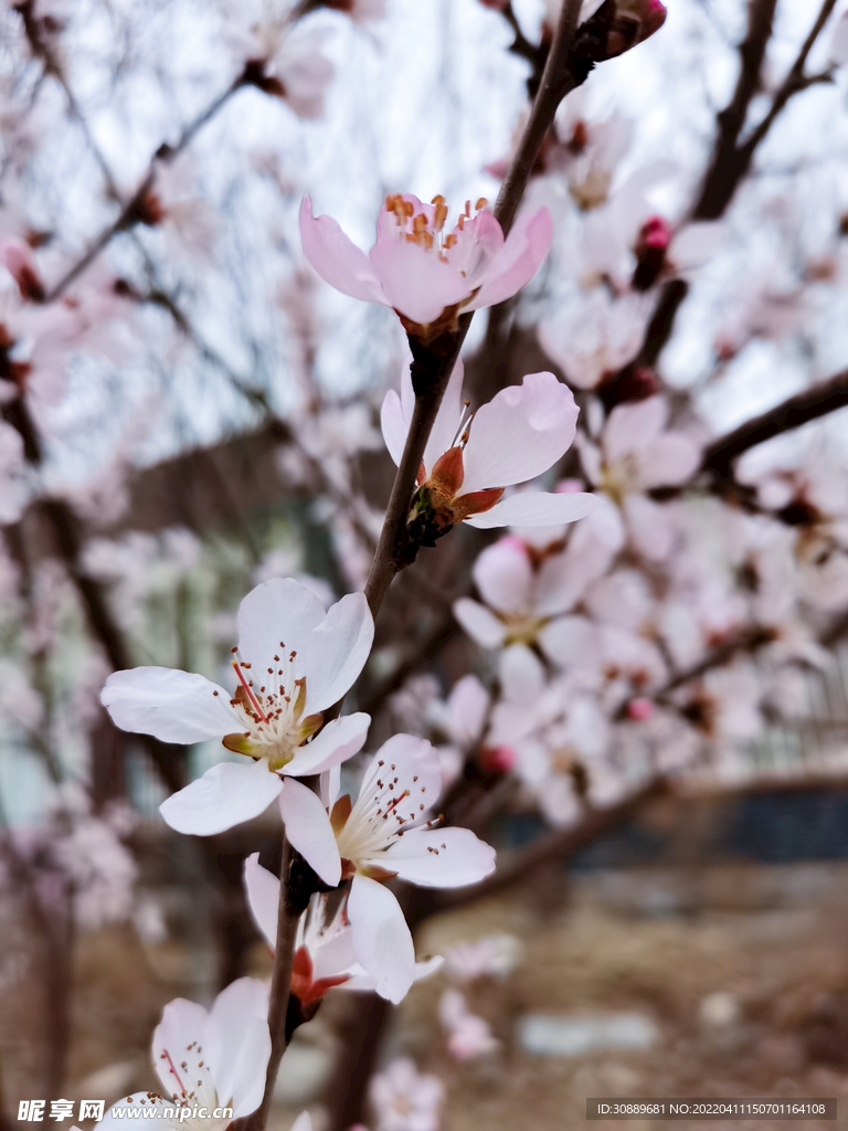 花