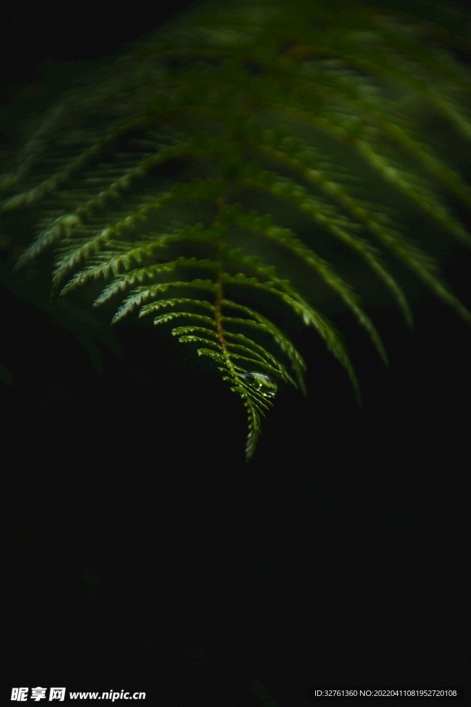 植物 树叶 绿色
