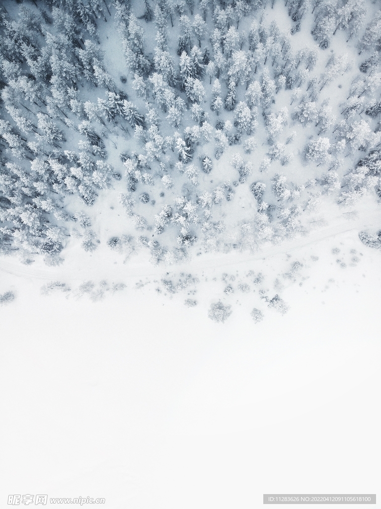 俯视落雪松树林