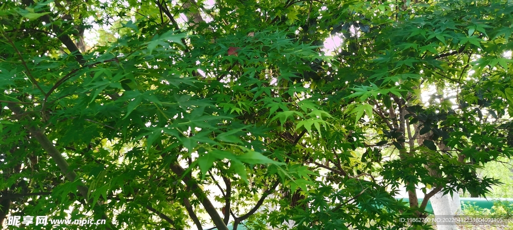 春天枫叶风景