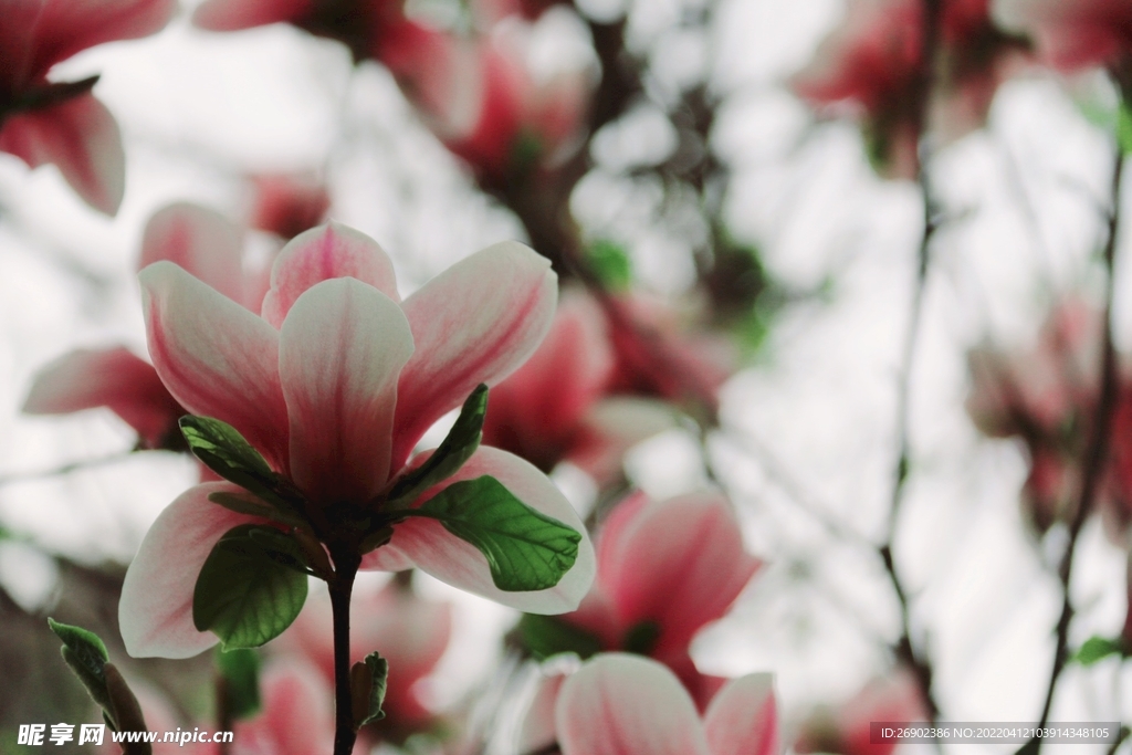 玉兰花
