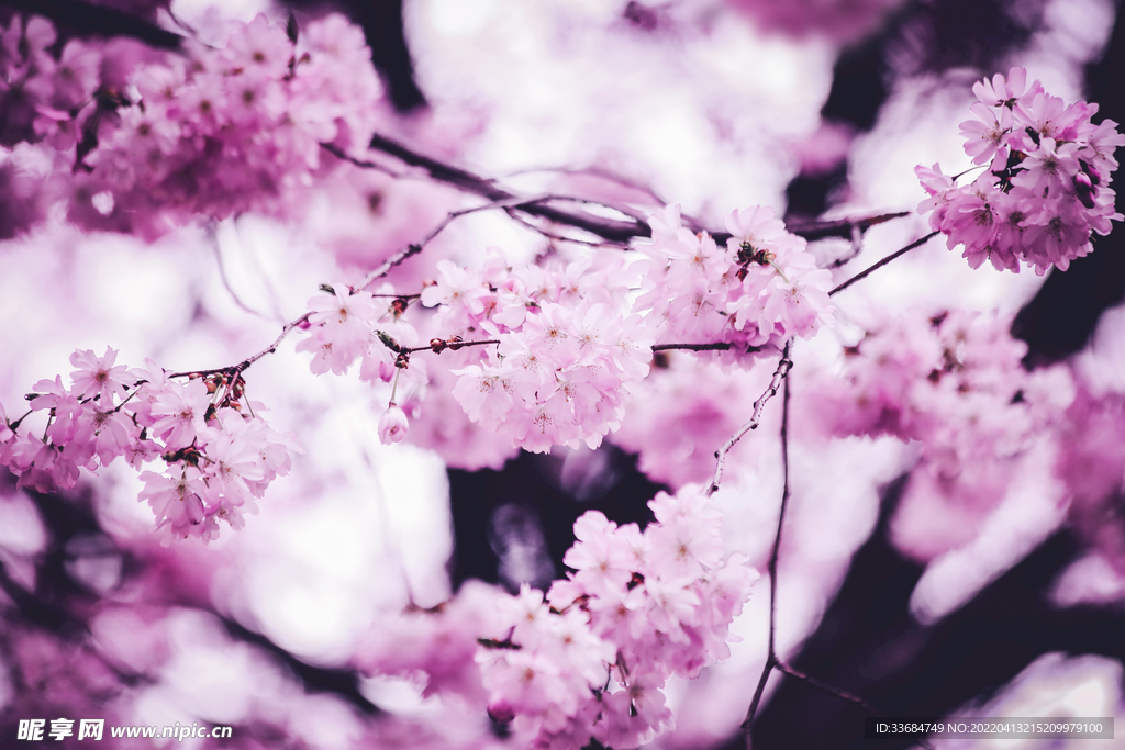 樱花高清壁纸 唯美图片