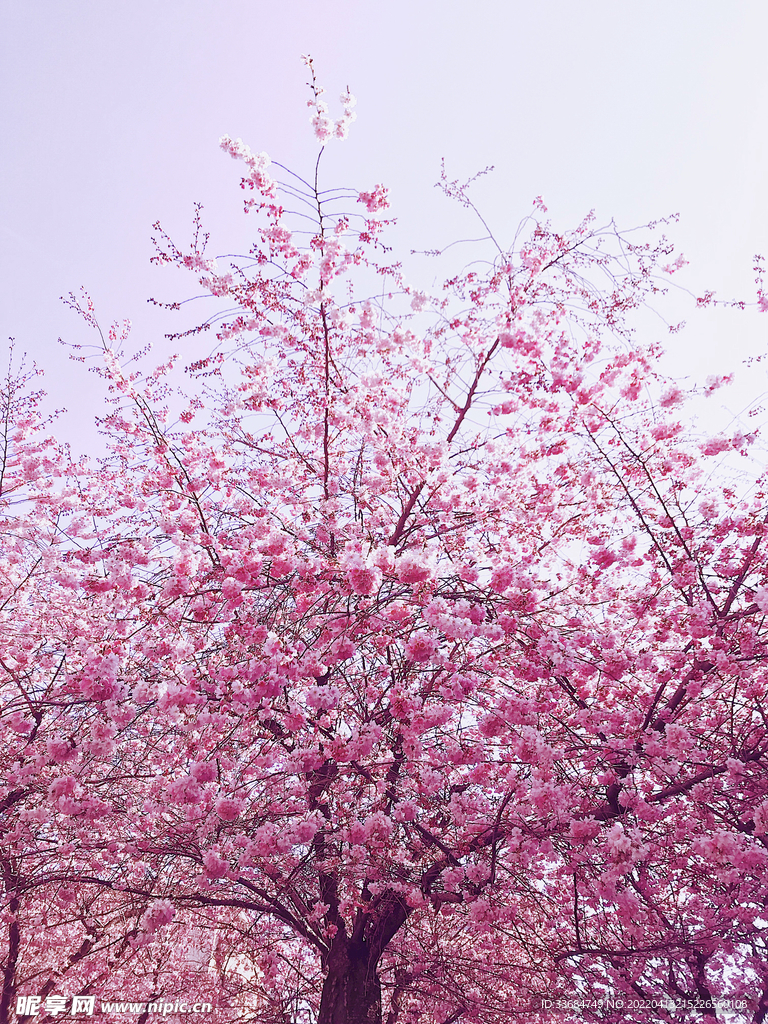 粉色樱花树