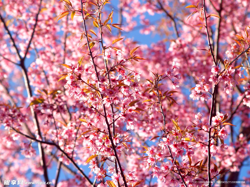 樱花