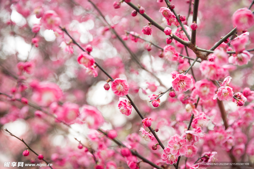 梅花