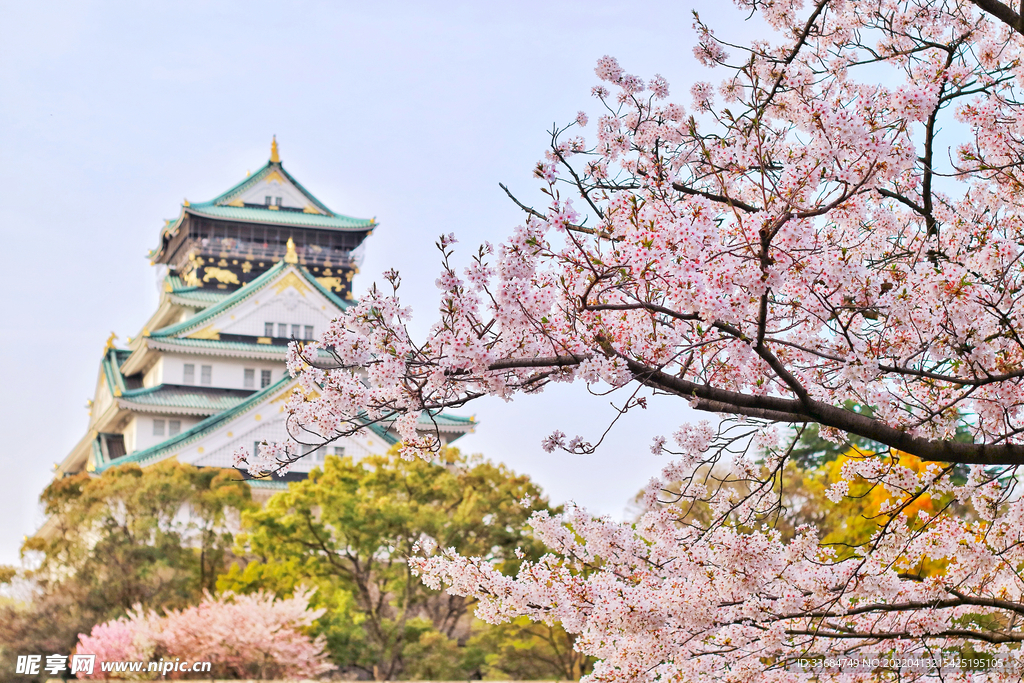 樱花