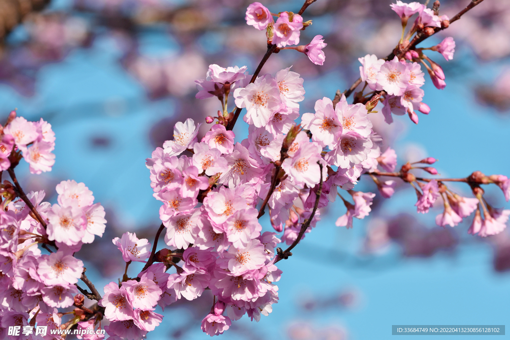 樱花
