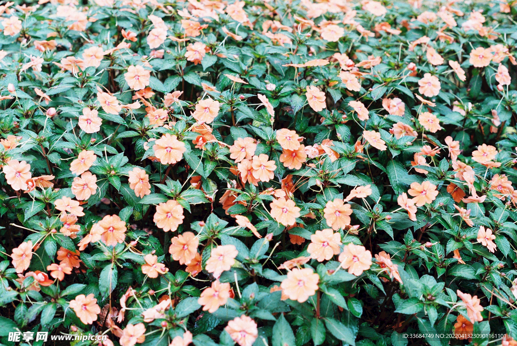 小野花