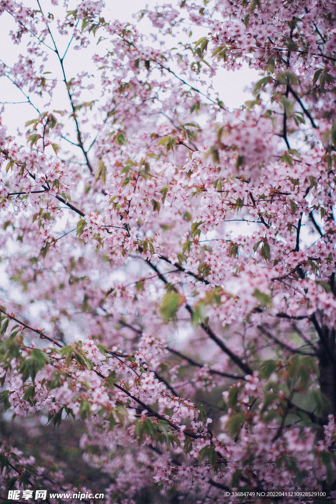 樱花