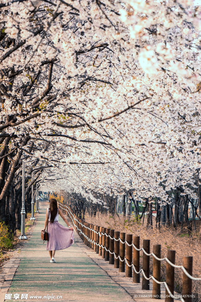 樱花道