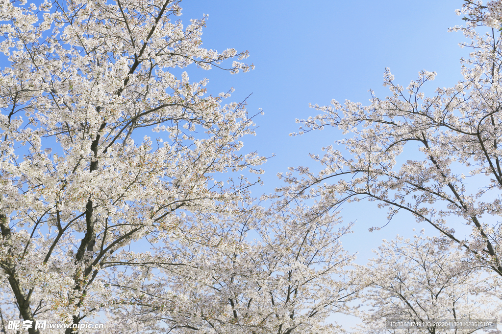 樱花树