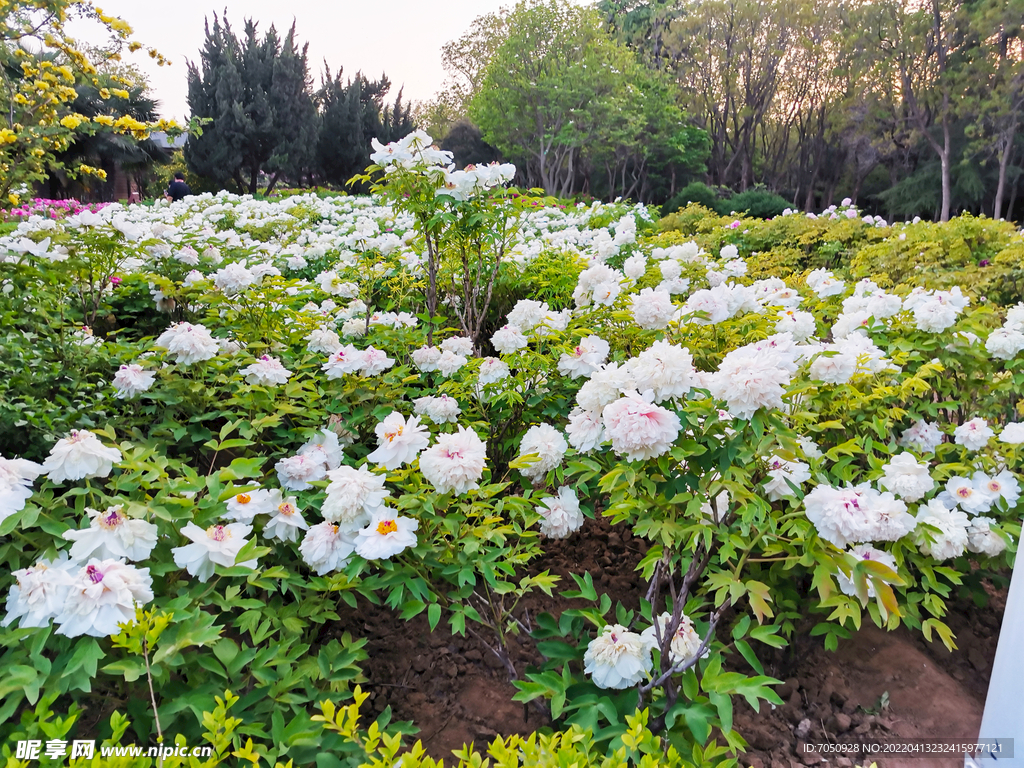 白色牡丹花圃