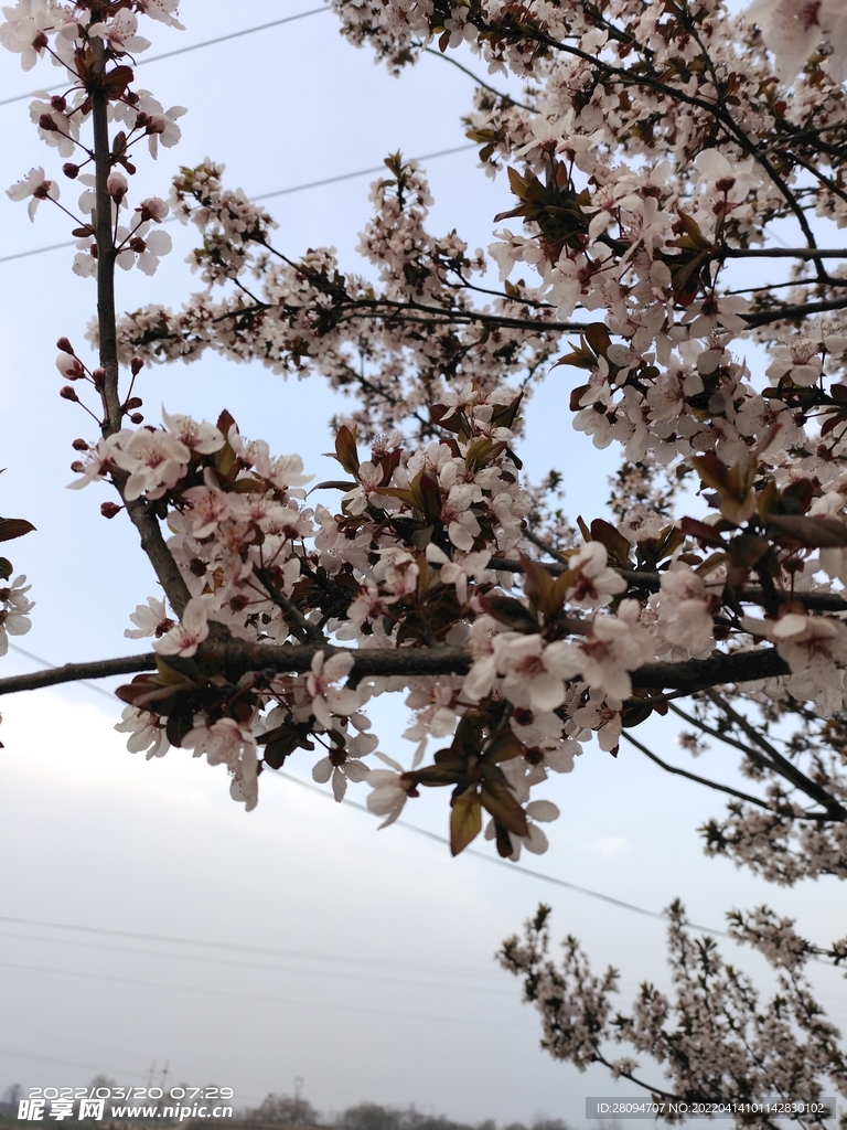 紫叶李