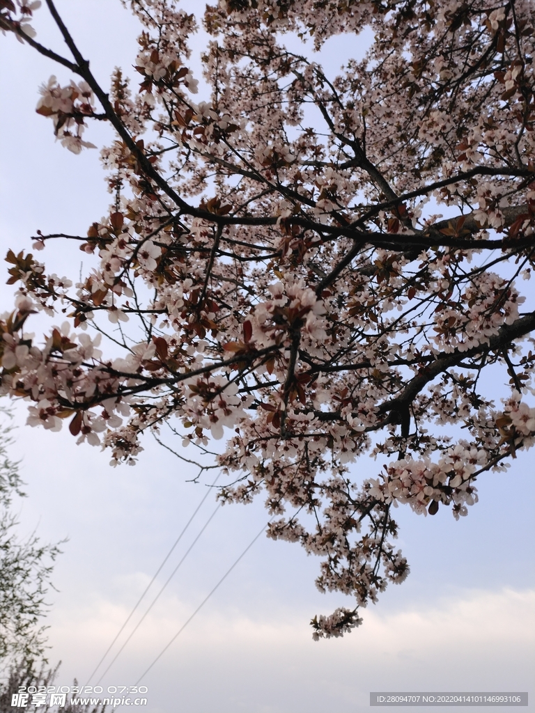  紫叶李